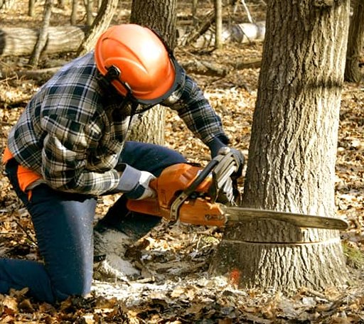 Tree Removal in Frankford, WV